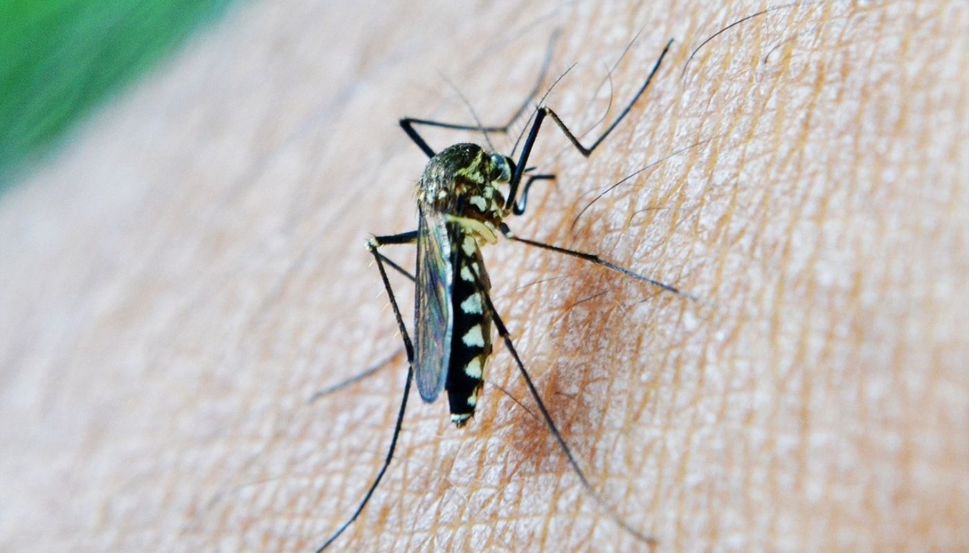 What are the Prevention of Zika Virus Infection?